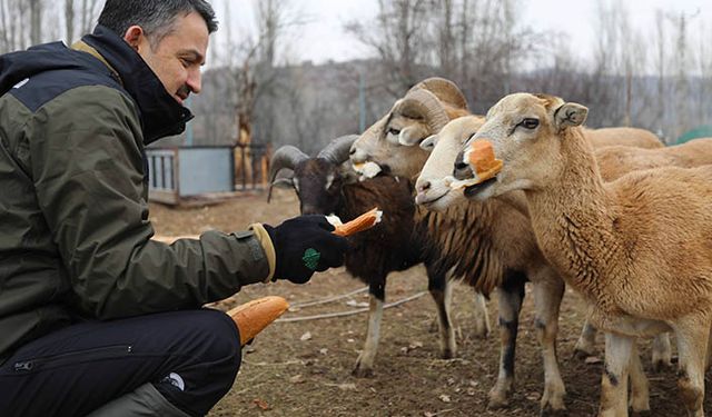 Bakan Pakdemirli yaban hayvanlarını yemledi onlarla bir gün geçirdi