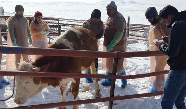 Bakanlık onaylı suni tohumlama kursu