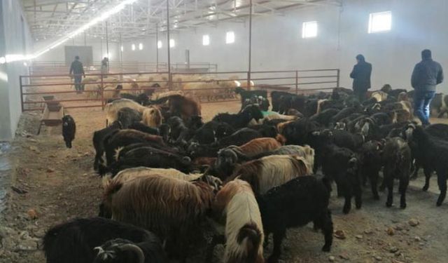 Gaziantepli çobanlar depremzedelere 230 koyun keçi bağışladı