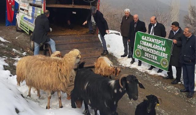 Gaziantepli çobanlardan Malatyalı depremzedelere koyun keçi desteği