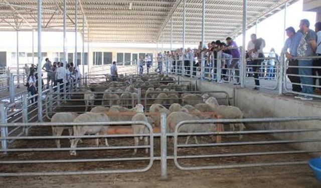 Halk elinde küçükbaş hayvan ıslahı projesi nedir? Kaç ilde uygulanıyor?