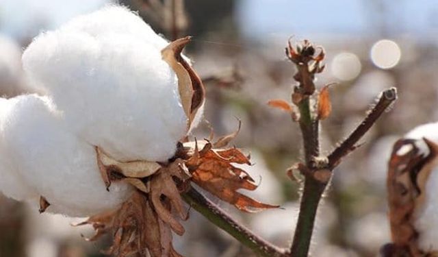 Pamuk üretimi yapılan illere mazot ve gübre desteği ödenmedi