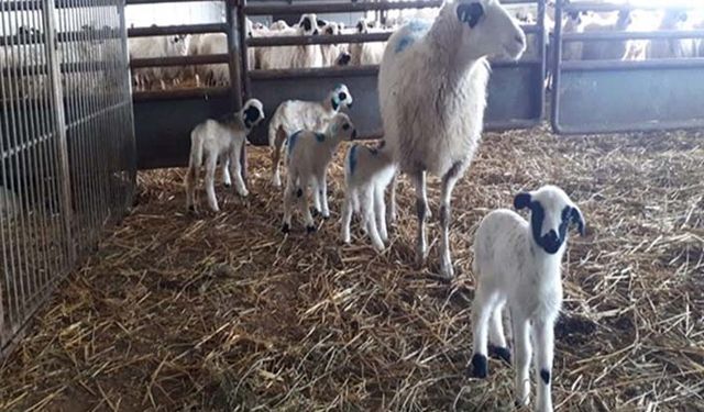 TİGEM'de hayvan ölümleri Sayıştay'ın dikkatini çekti: 47.7 milyon lira zarar etti!