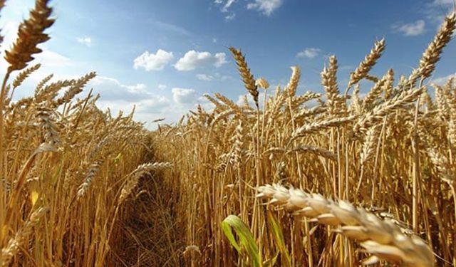 Türkiye buğday analizi: İthalattaki artış endişelendiriyor!