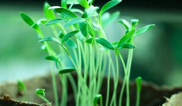 Türkiye tohumda hedefleri nasıl tutturacak? Tohumda cevap bekleyen sorular!