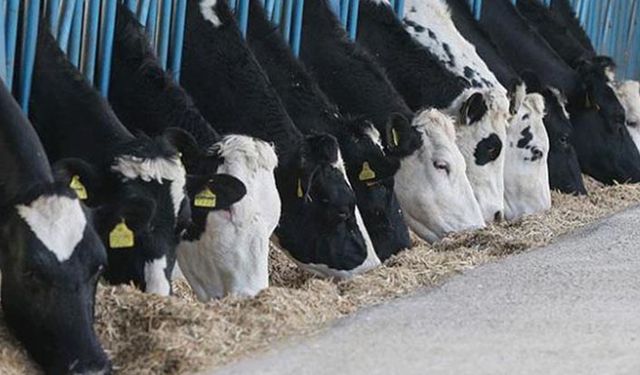 TÜSEDAD çiğ süt fiyatlarının revize edilmesini talep etti