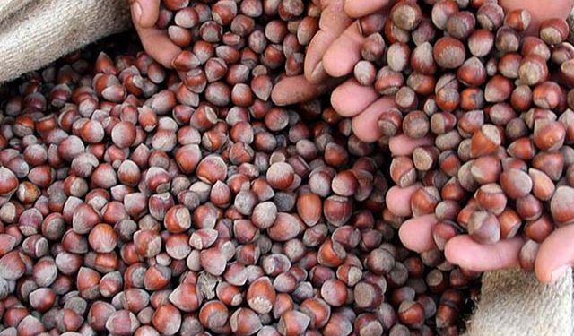 20 bin ton fındığa 80 bin ton talep geldi TMO 2 bin ton artırdı