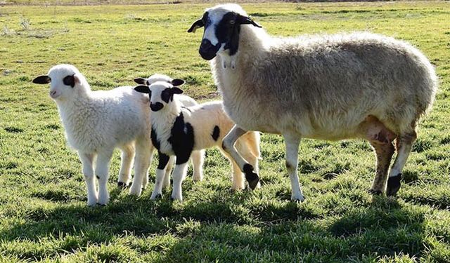 Akkaraman, Bafra ve Acıpayam koyun ırkından 21 bin baş kuzu doğumu bekleniyor