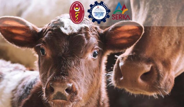 Buzağı fabrikası Kars'ta hayvancılık çalıştayı