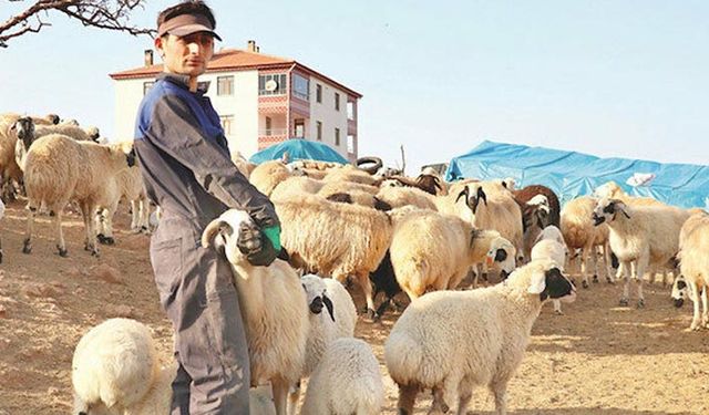 Depremin acılarını sarmaya çalışan Elazığ'da kuzu doğumları üreticiye moral verdi