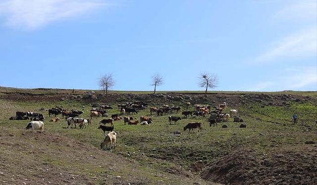 Diyarbakır’da mera varlığı 36 bin dekar arttı