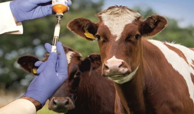 İl Müdürlüğünden önemli duyuru: İlkbahar şap hastalığı aşılama kampanyası başladı