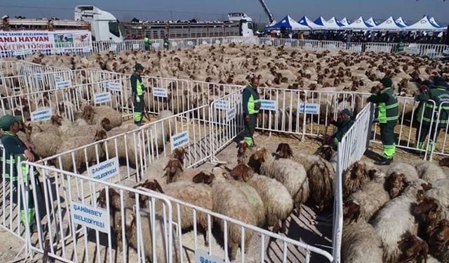 İlçe Belediyesinden 243 aileye yüzde 100 hibeli hayvancılık desteği