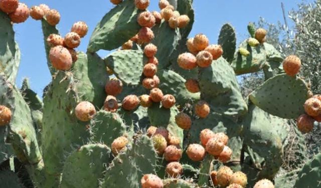 Kullanılmayan taşlık arazilere dikenli incir ekilecek çiftçiye 1.2 milyon lira ek gelir