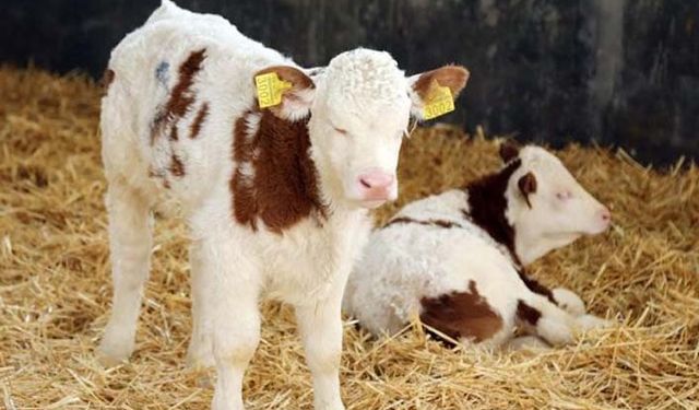 Tarım Bakanı Pakdemirli: TİGEM buzağıda Avrupayı geride bıraktı