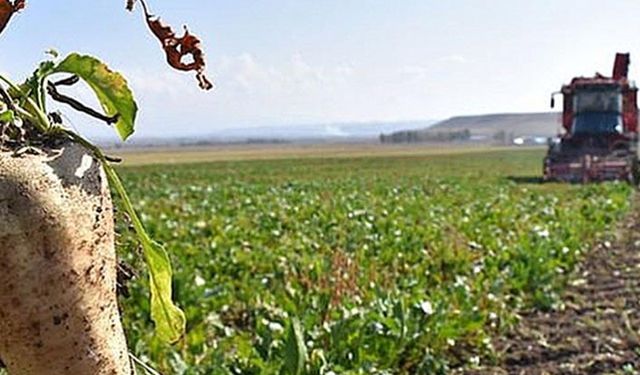 Tarım İl Müdüründen çarpıcı şeker pancarı üretim rakamları: Üretim 15 yılda 6.5 kat azaldı!