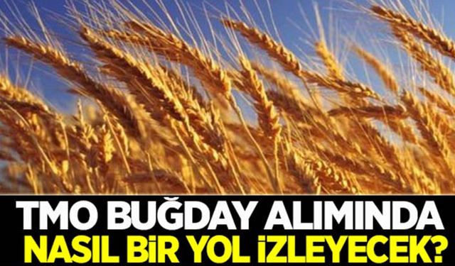 TMO buğday alımında nasıl bir politika izleyecek?