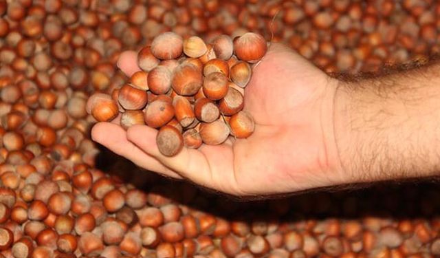 TMO'dan duyuru: Fındık satışları Nisan ayında da devam edecek