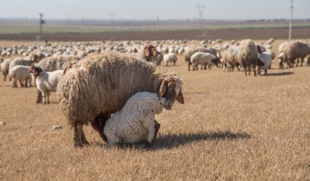 Üreticiyi umutlandıran kuzu ihalesi piyasanın 2 lira üstünde satıldı