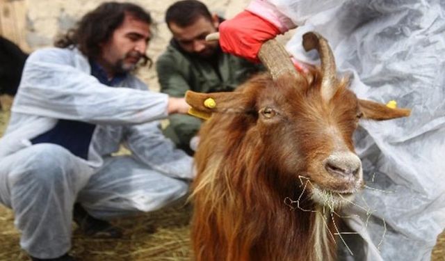 Veteriner hekimler deprem bölgesinde yaralı hayvanlar için seferber oldu