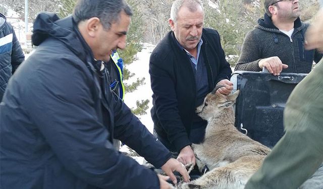 Yaralanan yaban hayvanları tedavi edilerek yeniden yaşam alanlarına kazandırılıyor