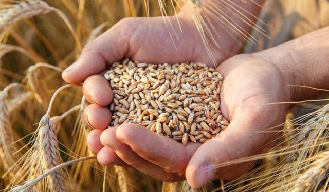 1 milyon ton buğday ithalatı için gümrük vergisi sıfırlandı