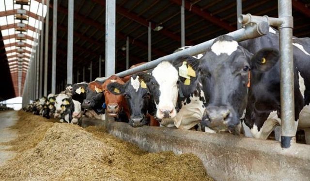 2020 yem fiyatları: Besi yemi, süt yemi, yumurta yemi, etlik piliç yemi kaç lira oldu?