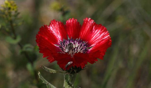 Bu çiçek sadece Ankara'da yetişiyor