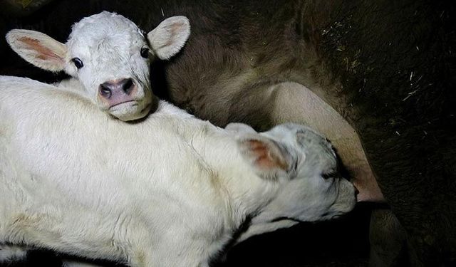 Buzağı desteğine başvurmayanlara önemli kolaylık