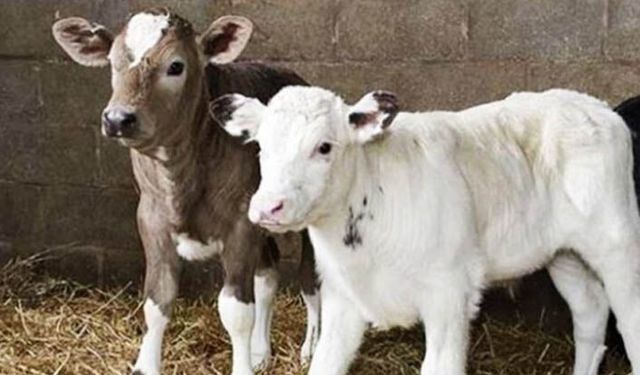 Buzağı desteklemeleri ödemelerine başlandı