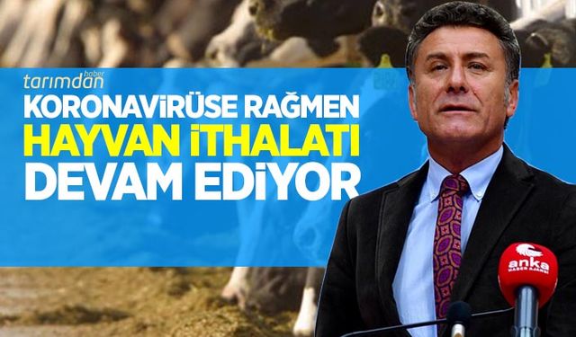 CHP'den hayvan ithalatı eleştirisi: Canlı hayvan ithalatı artarak devam ediyor