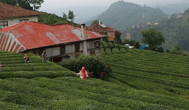 CHP’li Kaya’dan: Hükümete çay uyarısı!
