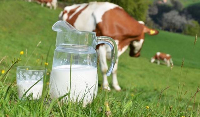 Çiğ süt prim destekleri yeniden artırıldı