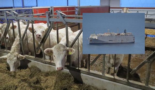 Brezilya'dan Şanlıurfa'ya büyük hayvan sevkiyatı! Hani ithalat yasaktı!