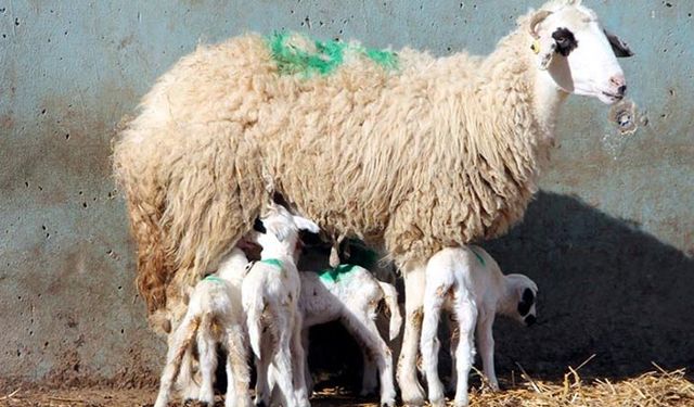 Küçükbaş hayvancılık desteklemeleri neden artmıyor?