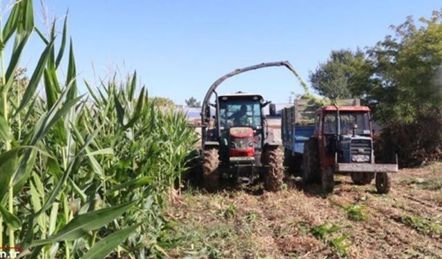 Pehlivan07 silajlık mısır çeşidi hayvancılığa önemli katkı sağlayacak