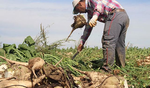 Şeker pancarının atığı melasın ithalatında vergi sıfırlandı