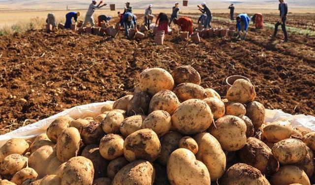 Tarım Bakanlığı duyurdu! İki patates çeşidi geliştirdi