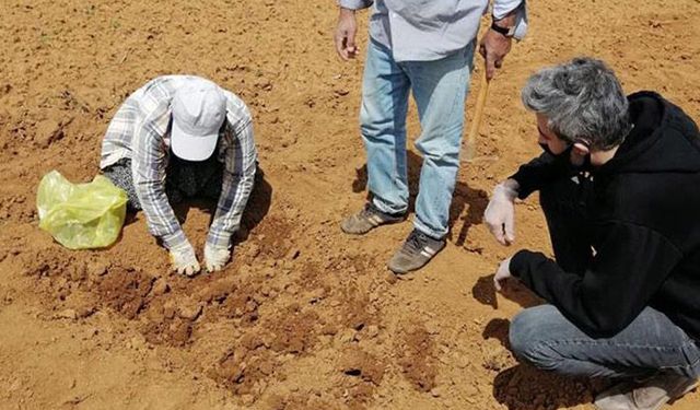 Tarım İl Müdürlüğü: Çilek demonstrasyonu kurdu