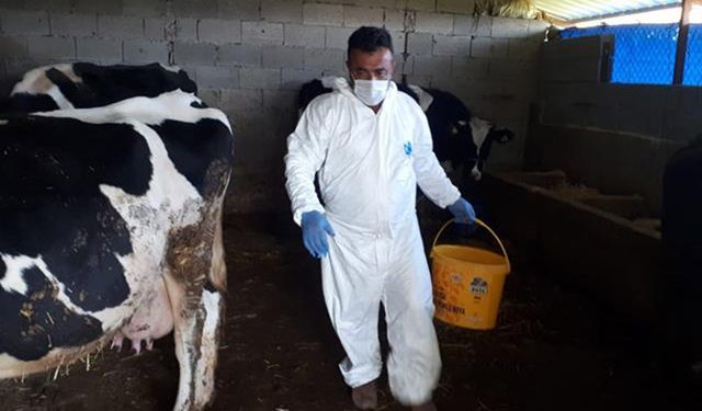 Tarım İl Müdürlüğü: Koronavirüsüne yakalanan ailenin hayvanlarına sahip çıktı