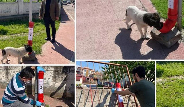 Tarım İl Müdürlüğü salgında sokak hayvanlarını unutmadı