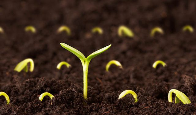 TİGEM'in tohumda Türkçe isimleri değiştirmek istemesi tepkiye neden oldu!