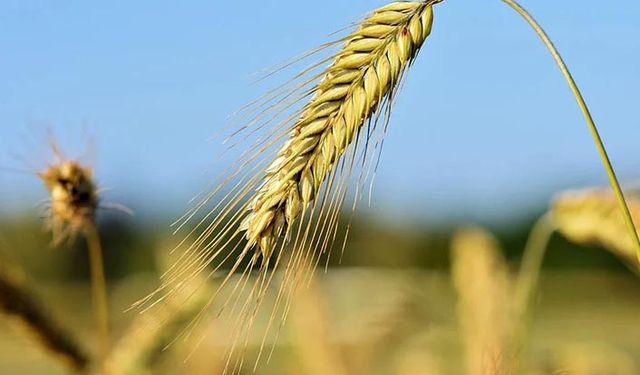 TMO Nisan ayında piyasaya ne kadar buğday, arpa, mısır satacak?