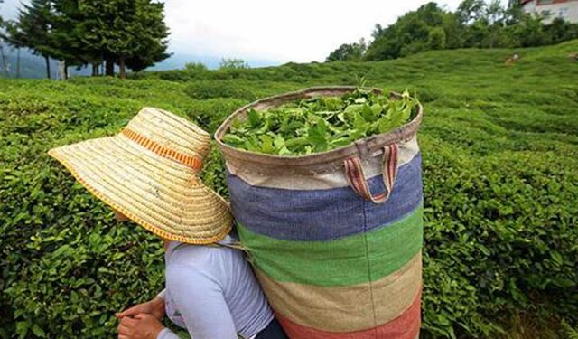 2020 yaş çay alım fiyatları açıklandı