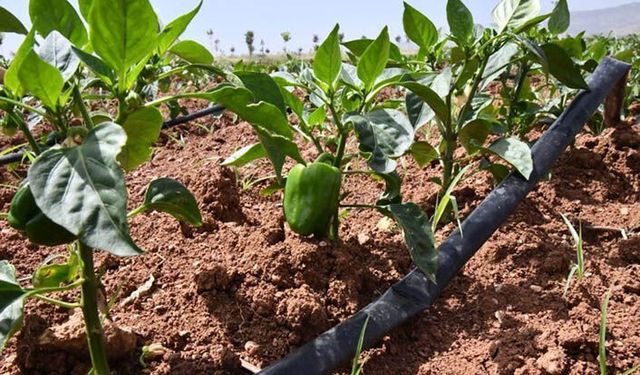 Borcunu ödemeyen çiftçinin elektriği kesilecek