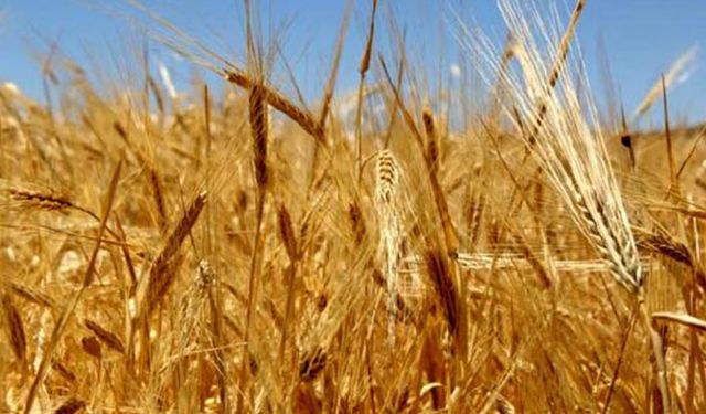 Buğday, arpa, mısır, bakliyat ve çeltik Mayıs ayı piyasa analizi