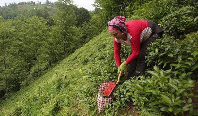 Çay üreticisinin iki ayağı topalladı kotalar en azından bu yıl kaldırılmalı