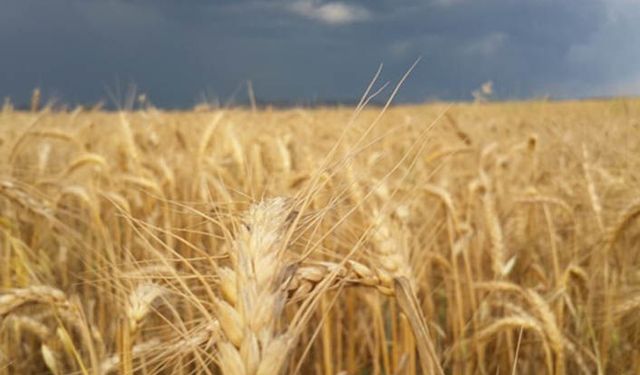 Çiftçi 29 gram kaybetti 1 ton buğdaya 4 gram altın alabiliyor