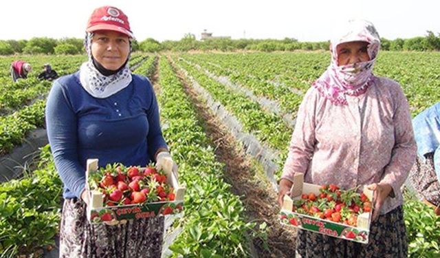Çilek ihracatla birlikte yüz güldürdü