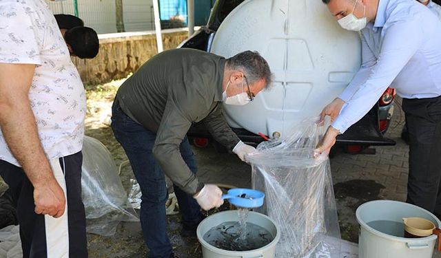Diyarbakır'daki göletlere 180 bin adet sazan yavrusu bırakıldı